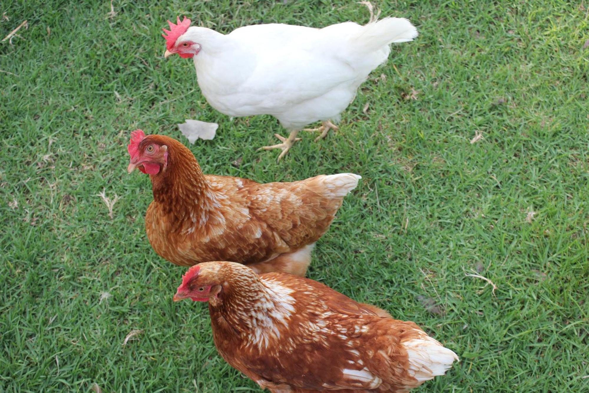 Bryn Glas Farm Stay Moruya Esterno foto