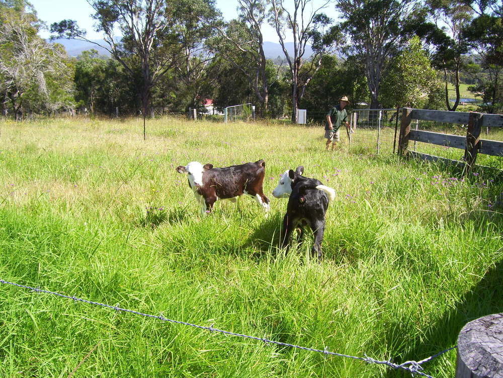 Bryn Glas Farm Stay Moruya Esterno foto